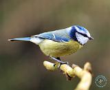 Blue Tit 8R86D-20